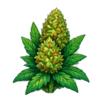 A harvested cannabis bud with leaves