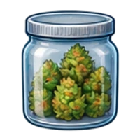 A glass jar of prepared cannabis buds